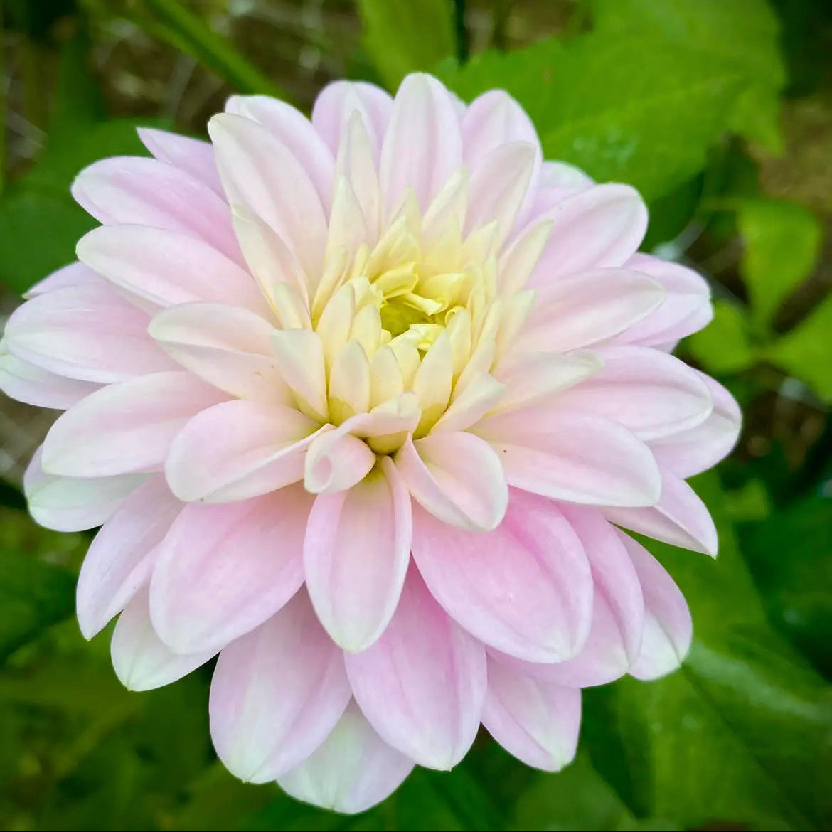 Dahlia 'Kay' - Spring Shipped