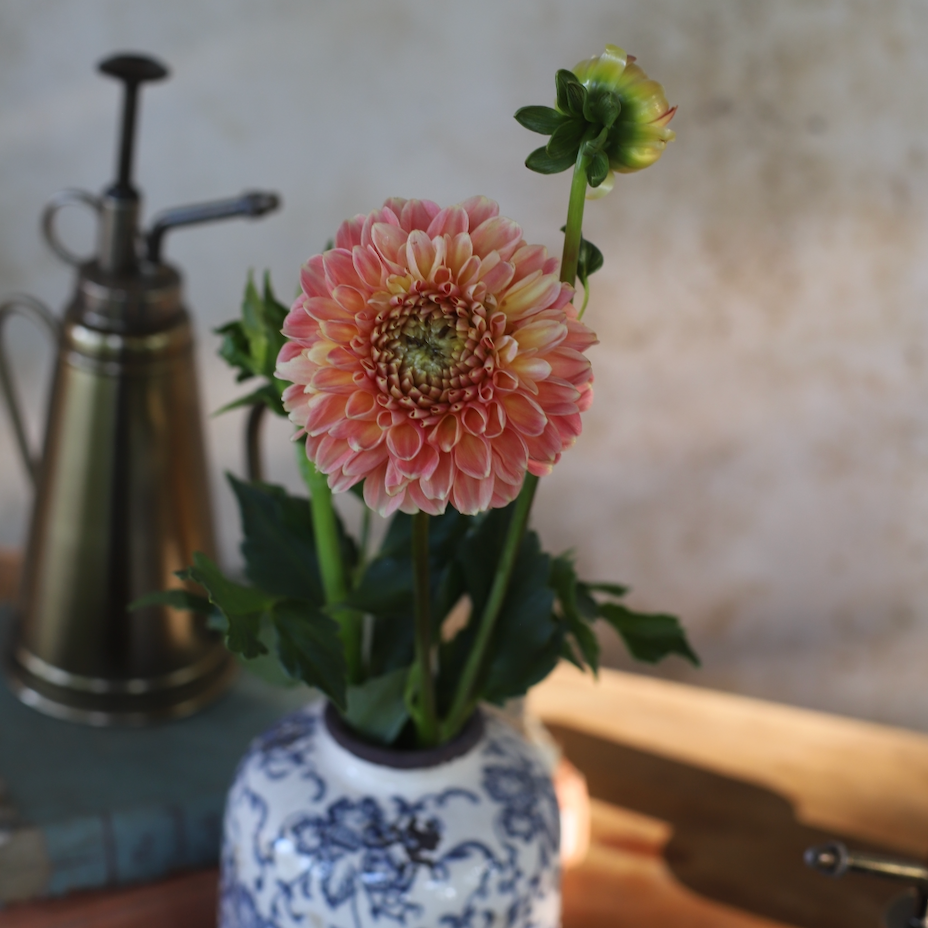 Dahlia 'Crichton Honey'