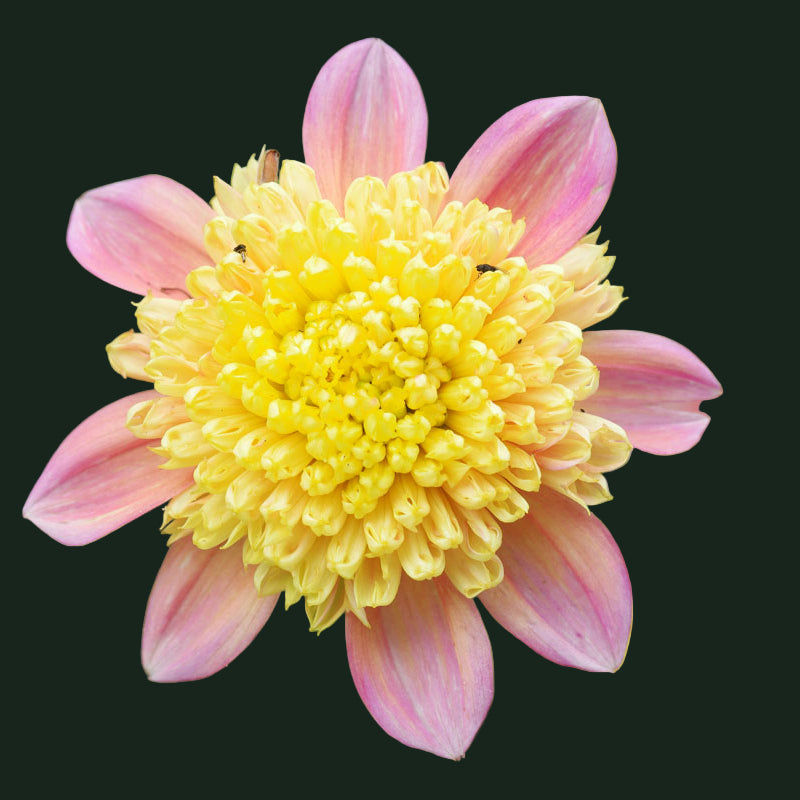 World Series Collection - Honey (Read Description)