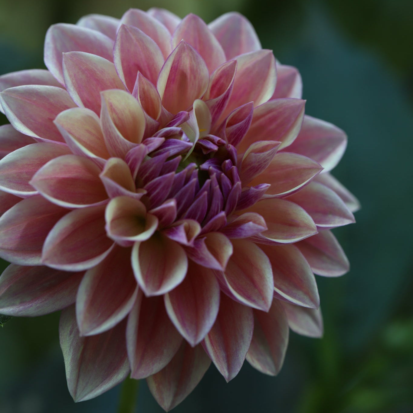 Dahlia 'Dusty Beauty’