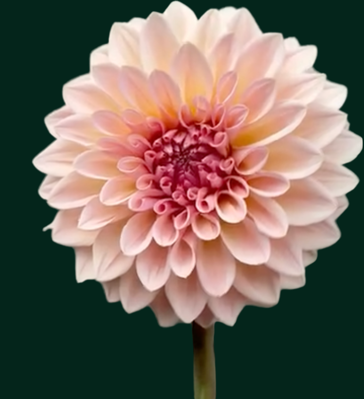 Dahlia 'Beauty Queen’