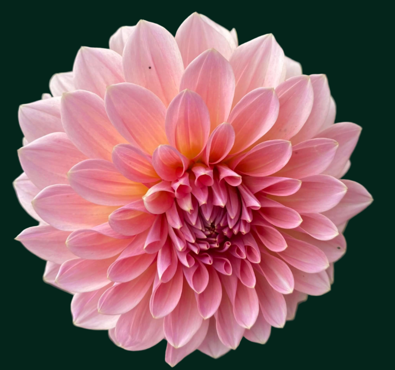 Dahlia 'Beauty Queen’