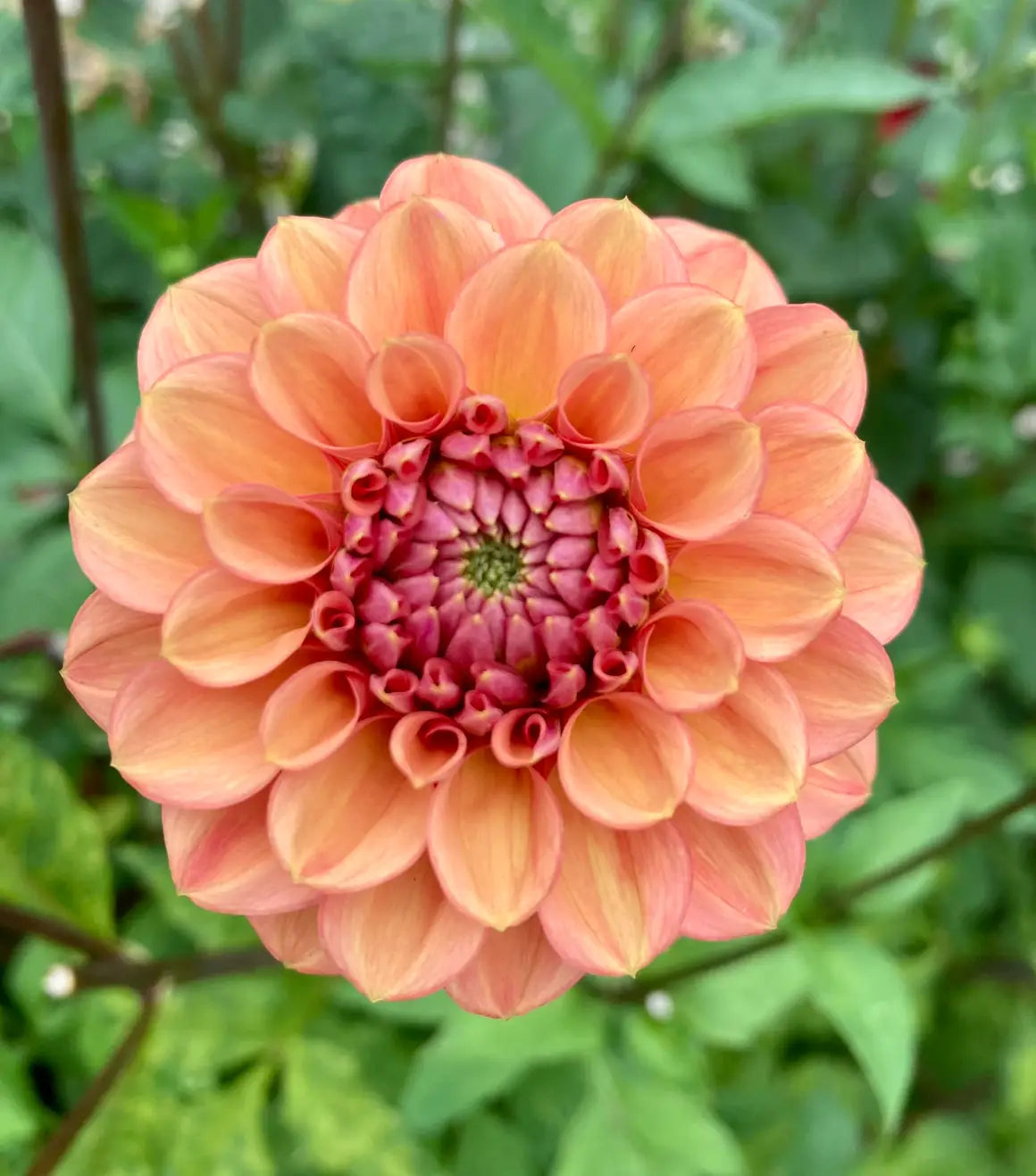Dahlia 'Ice Tea'