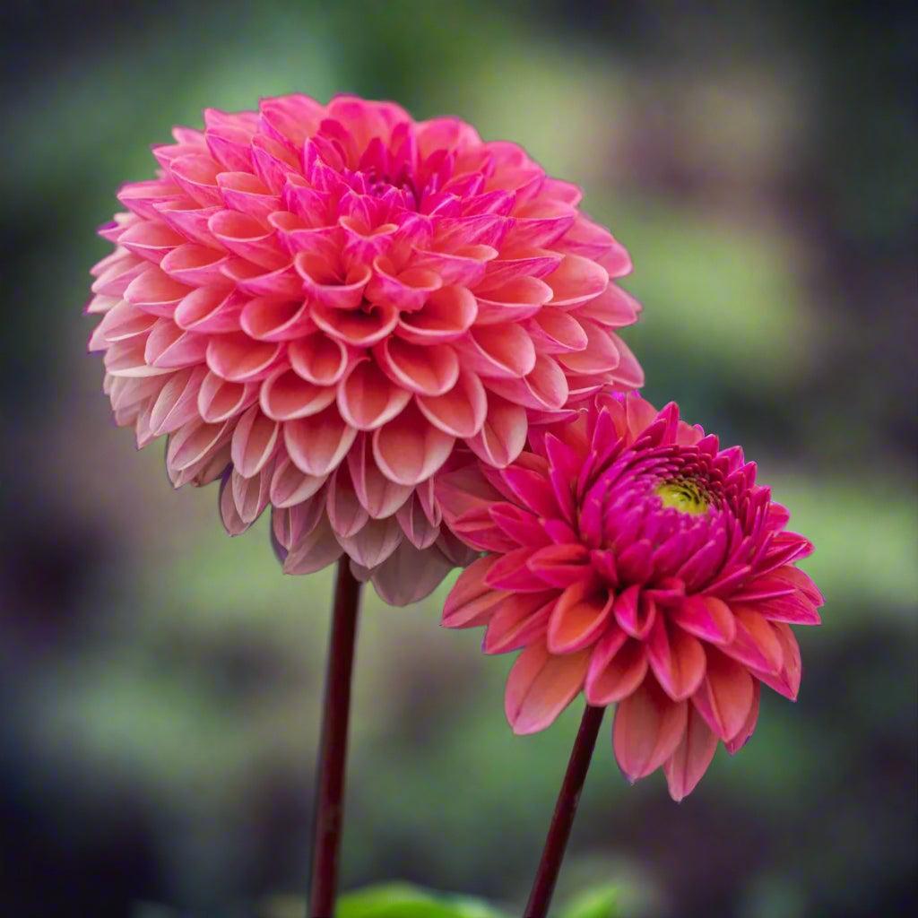 Dahlia 'Daisy Duke'