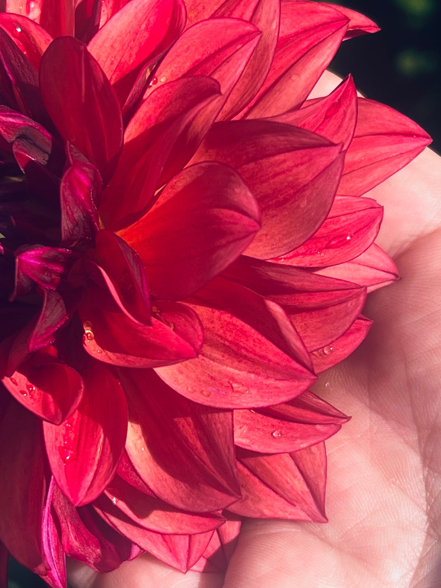 Dahlia 'Danique'