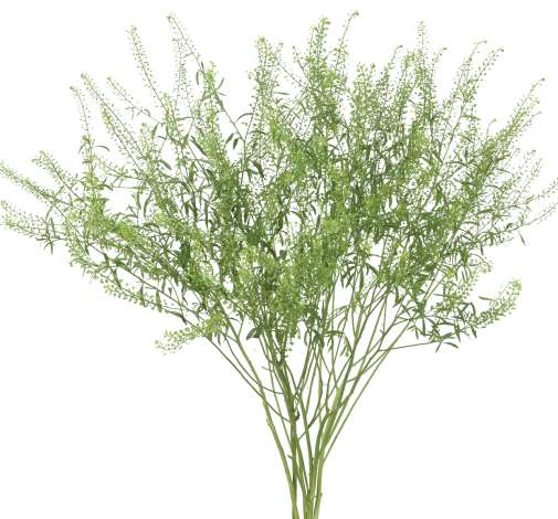 Week 11 | Lepidium 'Green Dragon' | 6 Pack