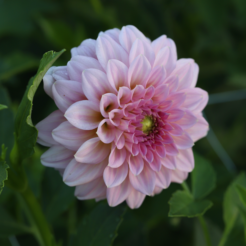 Dahlia 'Dorset Rose' - Spring Shipped