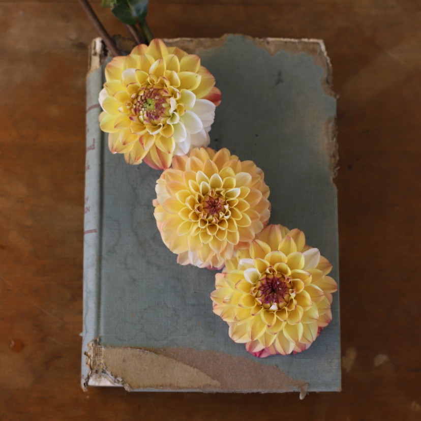 Dahlia 'Double Jill'