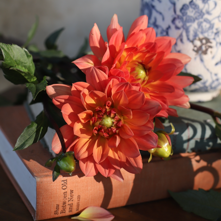 Dahlia 'Dr. P.H. Riedel'