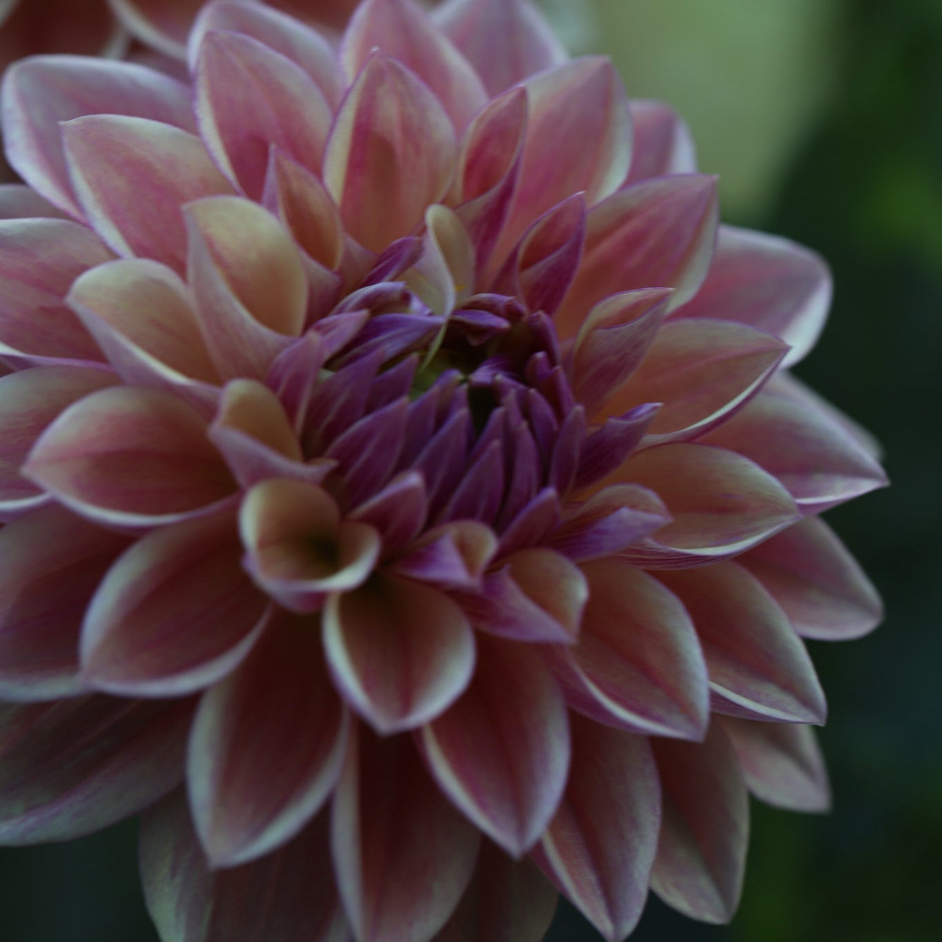 Dahlia 'Dusty Beauty’