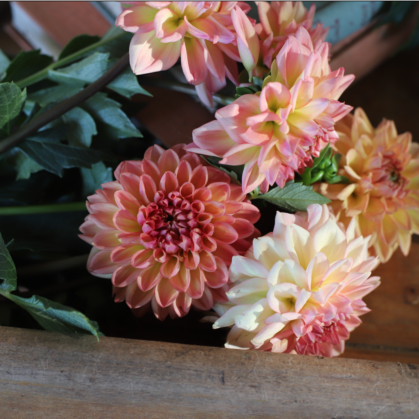 Dahlia 'Ferncliff Copper'