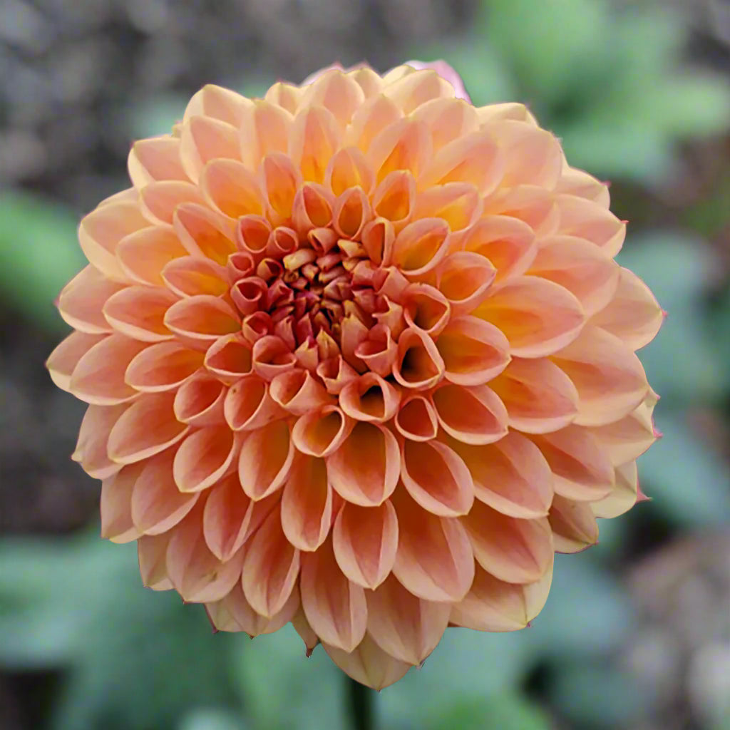Dahlia 'Ferncliff Copper'