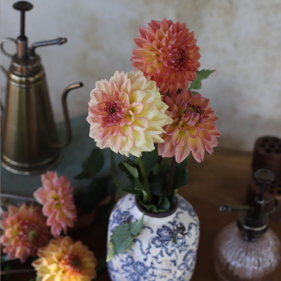 Dahlia 'Ferncliff Copper'