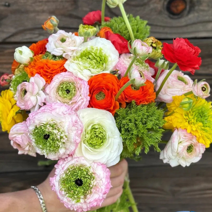 Ranunculus Elegance Festival Mix - 10 Pack