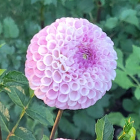 Dahlia 'Fifi'