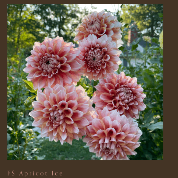 Florasylva's FS Apricot Ice