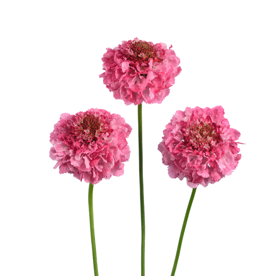 2026 Week 10 | Scabiosa Bon Bon Scoop Popcicle | 4 Pack