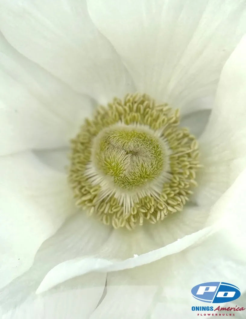 Anemone Mistral Bianco - 10 Pack