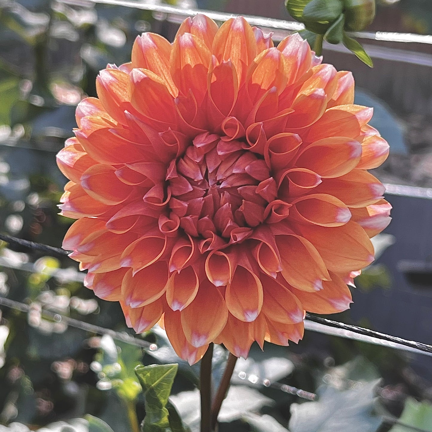 Dahlia 'FS Apricot Ice'