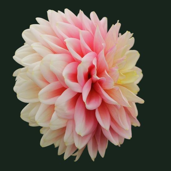 World Series Collection - Giovanna (Read Description)