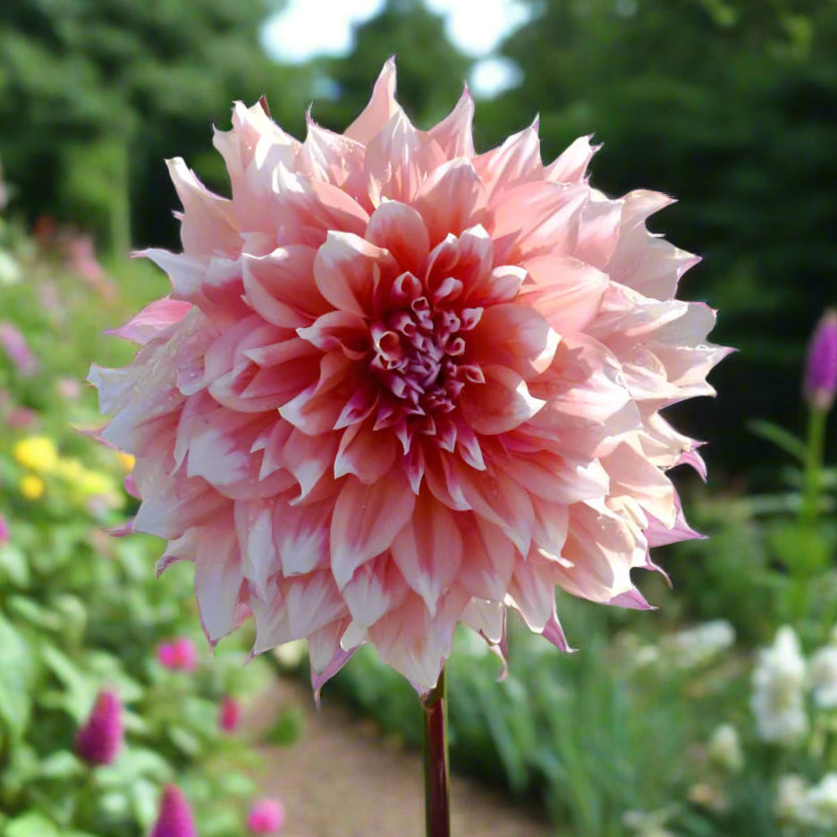 Dahlia 'Holland Festival'