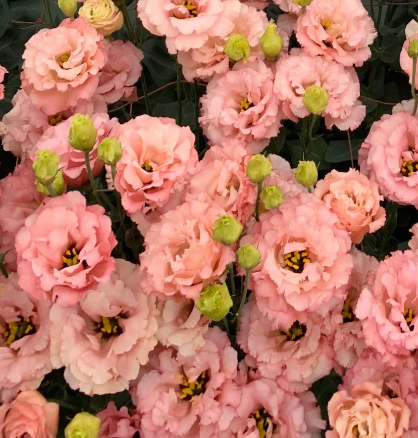 2026 Week 8 | Lisianthus Celeb 2 Honey Pink | 10 Pack