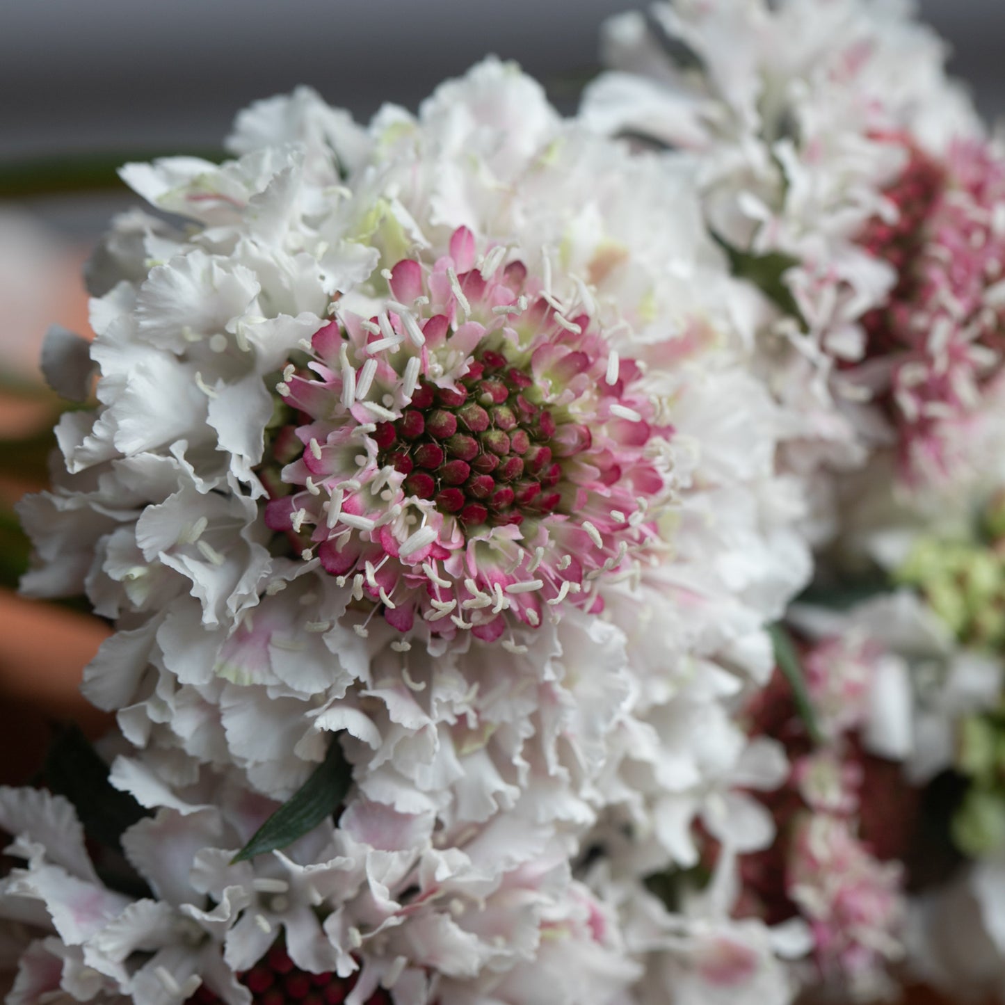 2026 Week 10 | Scabiosa Scoop Hoop Strawberry | 4 Pack