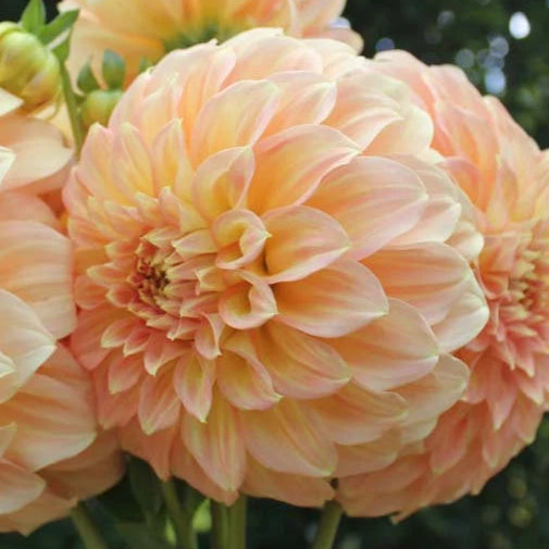 Dahlia 'Bracken Sarah'