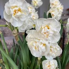 Narcissus Bridal Crown Daffodil