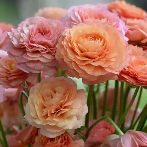 Ranunculus La Belle Champagne - 10 Pack