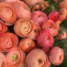 Ranunculus LaBelle Salmon - 10 Pack