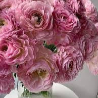 Ranunculus Romance Maillane