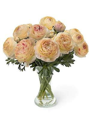 New: Ranunculus Romance Hydra