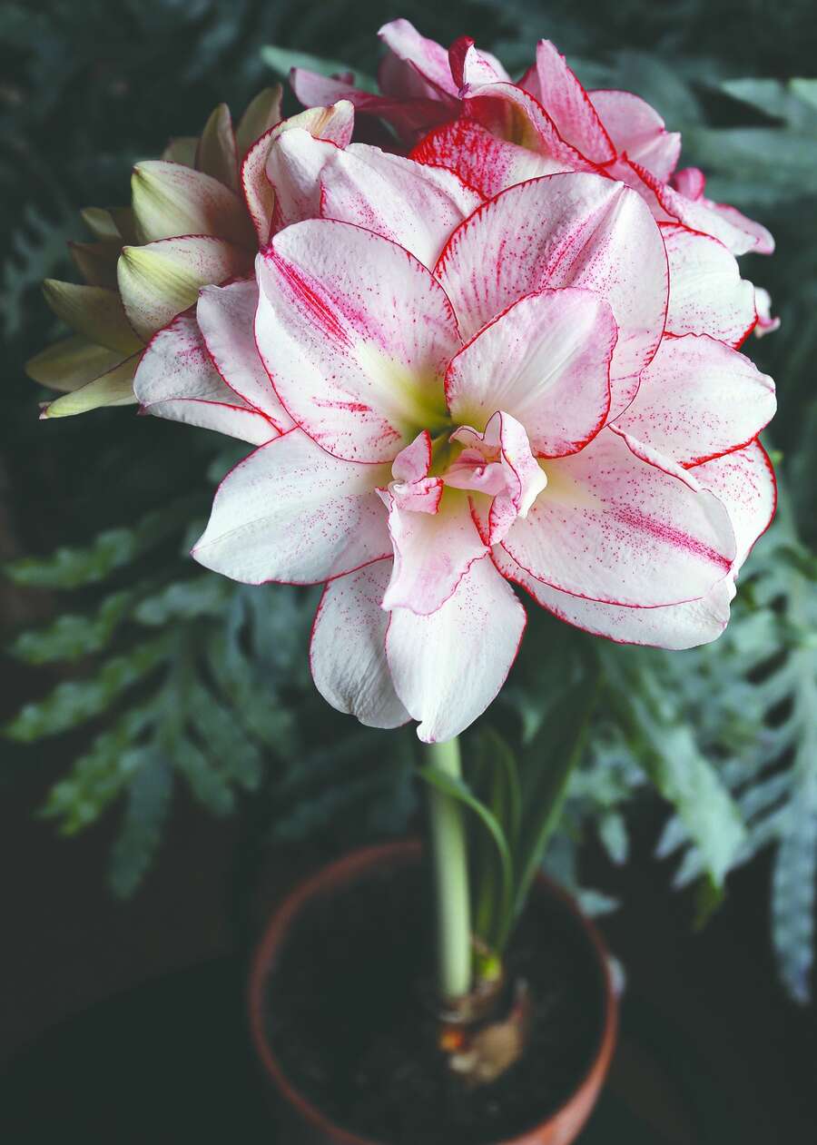 Amaryllis Giant Amadeus