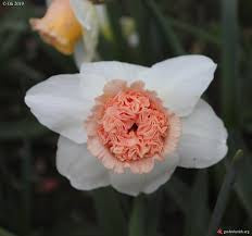 Narcissus Exotic Beauty Daffodil