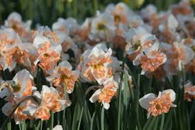 Narcissus Butterfly Cum Laude Daffodil