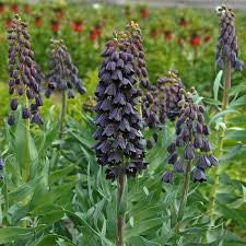 Fritillaria Imperialis Persica