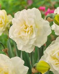 Narcissus Double Obdam Daffodil