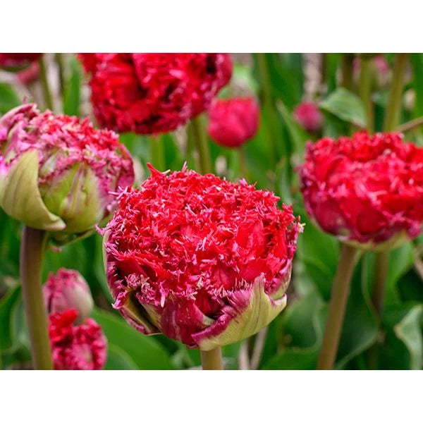 Tulip Qatar