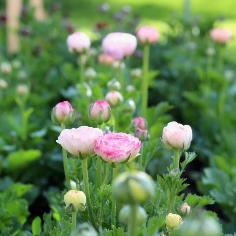 Ranunculus Elegance Bianco Sfumato