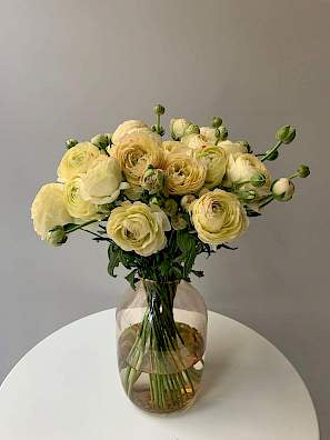 New: Ranunculus Romance Hydra