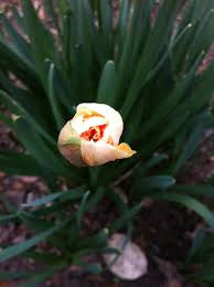 Narcissus Butterfly Cum Laude Daffodil