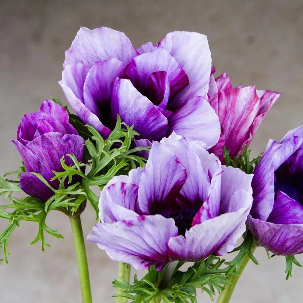 Anemone Mistral Tigre Vinato 10 Pack