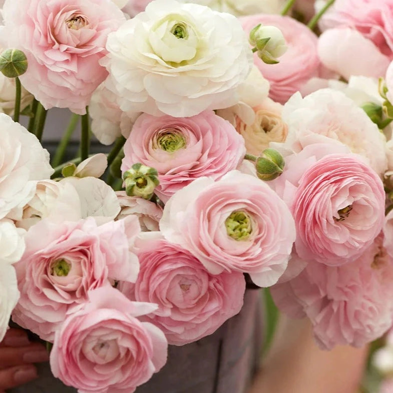 Ranunculus Amadine Chamallow 10 Pack