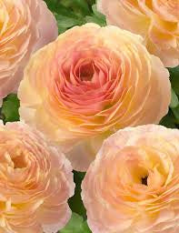 Ranunculus Romance Nimes
