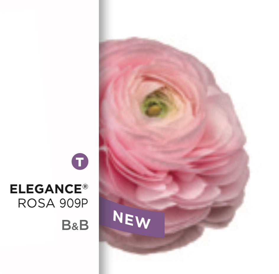 New: Ranunculus Elegance Rosa 909P