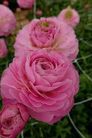 Ranunculus Romance Maillane