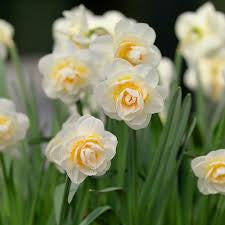 Narcissus Bridal Crown Daffodil