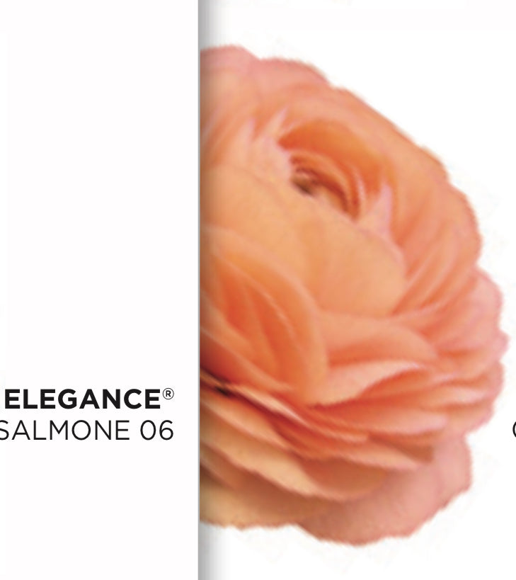 Ranunculus Elegance Salmone® - 10 Pack