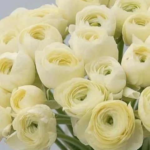 Ranunculus Elegance Crema® - 10 Pack